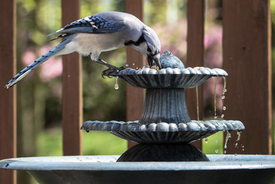 Close-up of bird perching on wooden railing