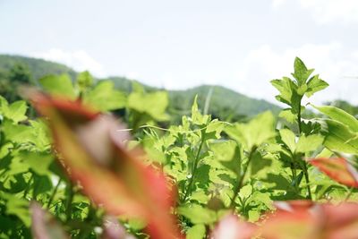 Close-up of fresh green plant