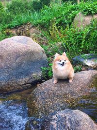 Portrait of cat sitting on rock