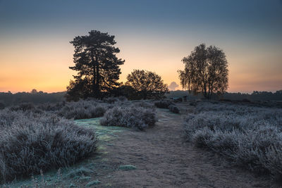 Trees on field against sky during sunset