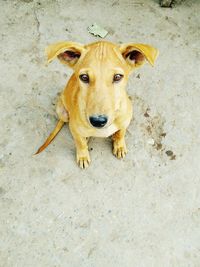 Portrait of dog