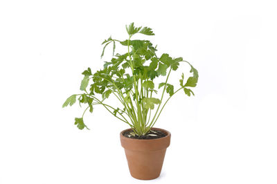 Close-up of potted plant against white background