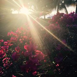 Sun shining through flowers