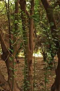 Trees in forest