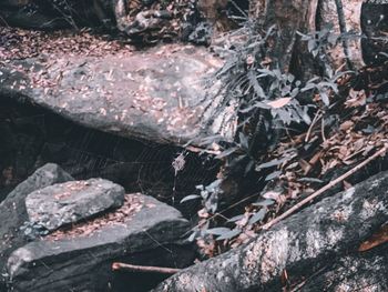 Close-up of log in forest
