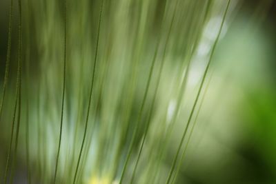 Full frame shot of palm leaf