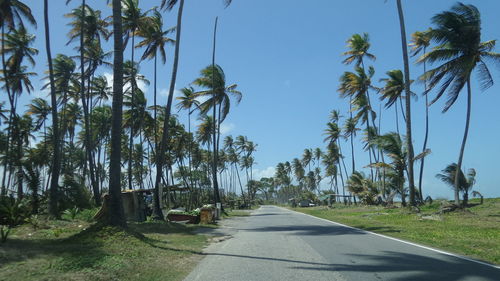 Empty road along trees