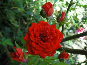 Close-up of red rose blooming outdoors