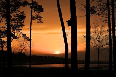 Silhouette trees against sky during sunset