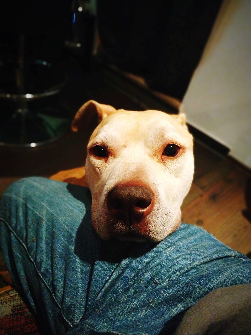 PORTRAIT OF DOG RELAXING ON SOFA