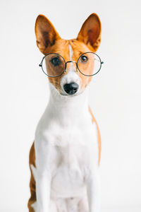 Portrait of dog with eyeglasses against white background