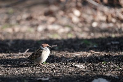 Close-up of bird perching on a land