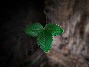 High angle view of plant growing on field