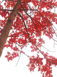 Low angle view of red maple tree against sky