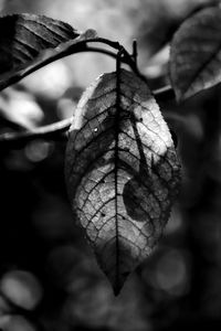 Close-up of dry leaves