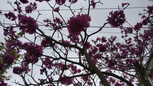 Low angle view of pink flowers on branch