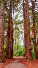 Trees in forest