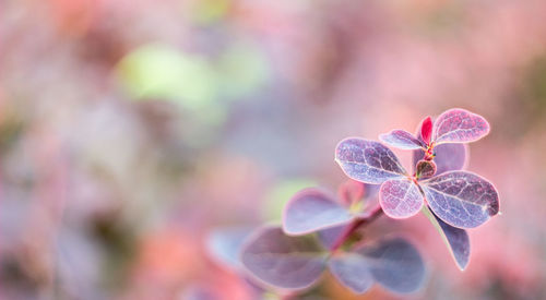 Close-up of flowers against blurred background