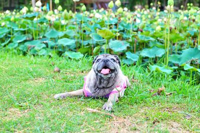 Dog relaxing on field