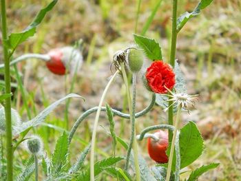 Close-up of red poppy flower