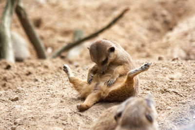 View of meerkat on sand