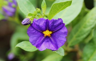 Close-up of purple flowering plant