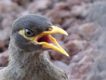 Close-up of a bird