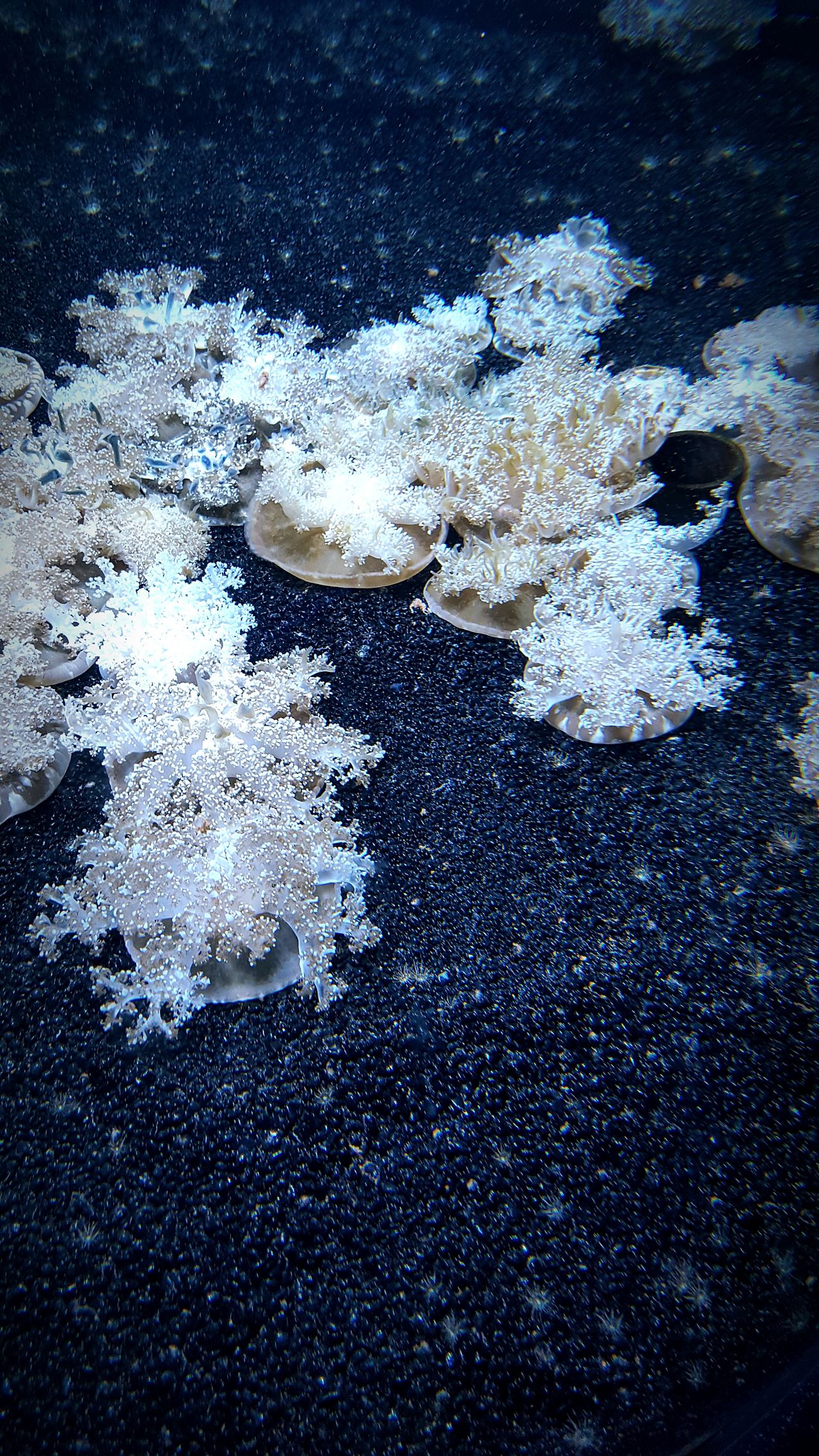 Upside down jellyfish