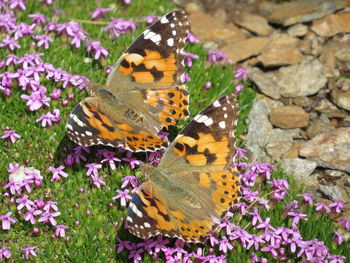 Close-up of butterfly pollinating on purple flower