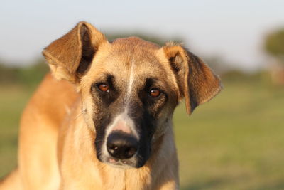 Close-up portrait of dog on field