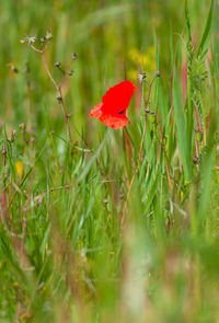 Close-up of red poppy flower on field