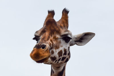 Close-up of giraffe against clear sky