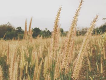 Crop growing in field