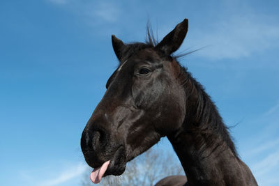 Close-up of a horse against the sky