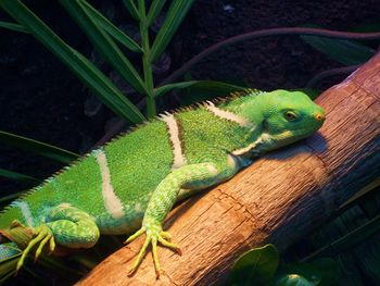 Close-up of lizard