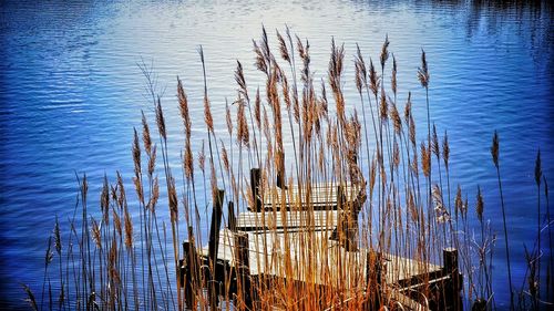 Reflection of trees in water