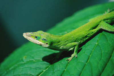 Close-up of lizard