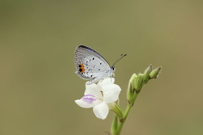 Close-up of butterfly pollinating on flower