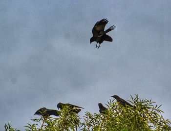 Low angle view of eagle flying against sky