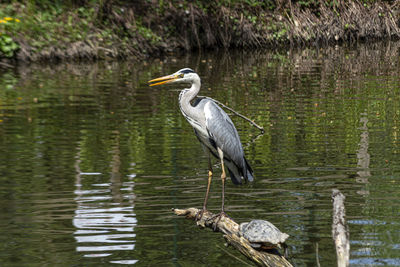 High angle view of gray heron perching on wood in lake