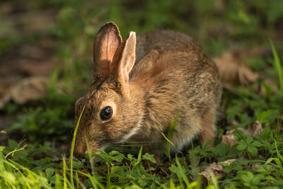 Close-up of rabbit on plants