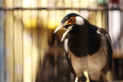 Close-up of a bird