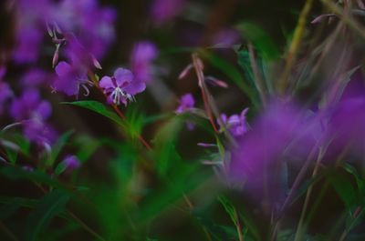 Close-up of purple flowering plants