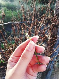 Close-up of cropped hand holding plant