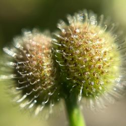 Close-up of flower against blurred background