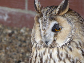 Close-up portrait of a bird