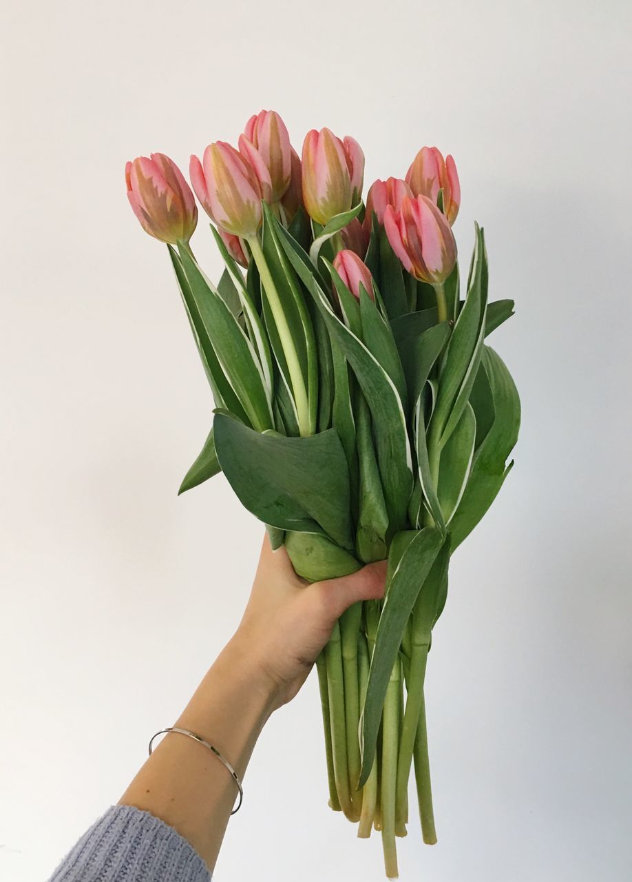 flower, freshness, human hand, holding, tulip, beauty in nature, human body part, green color, one person, petal, studio shot, nature, bouquet, fragility, flower head, leaf, close-up, real people, day, outdoors, people