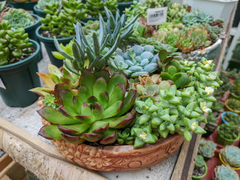 High angle view of succulent plant in market