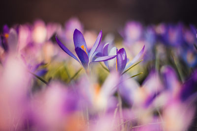 Close-up of purple crocus flowers