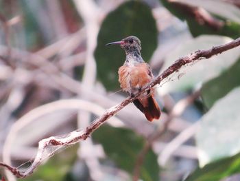 Close-up of bird perching on branch